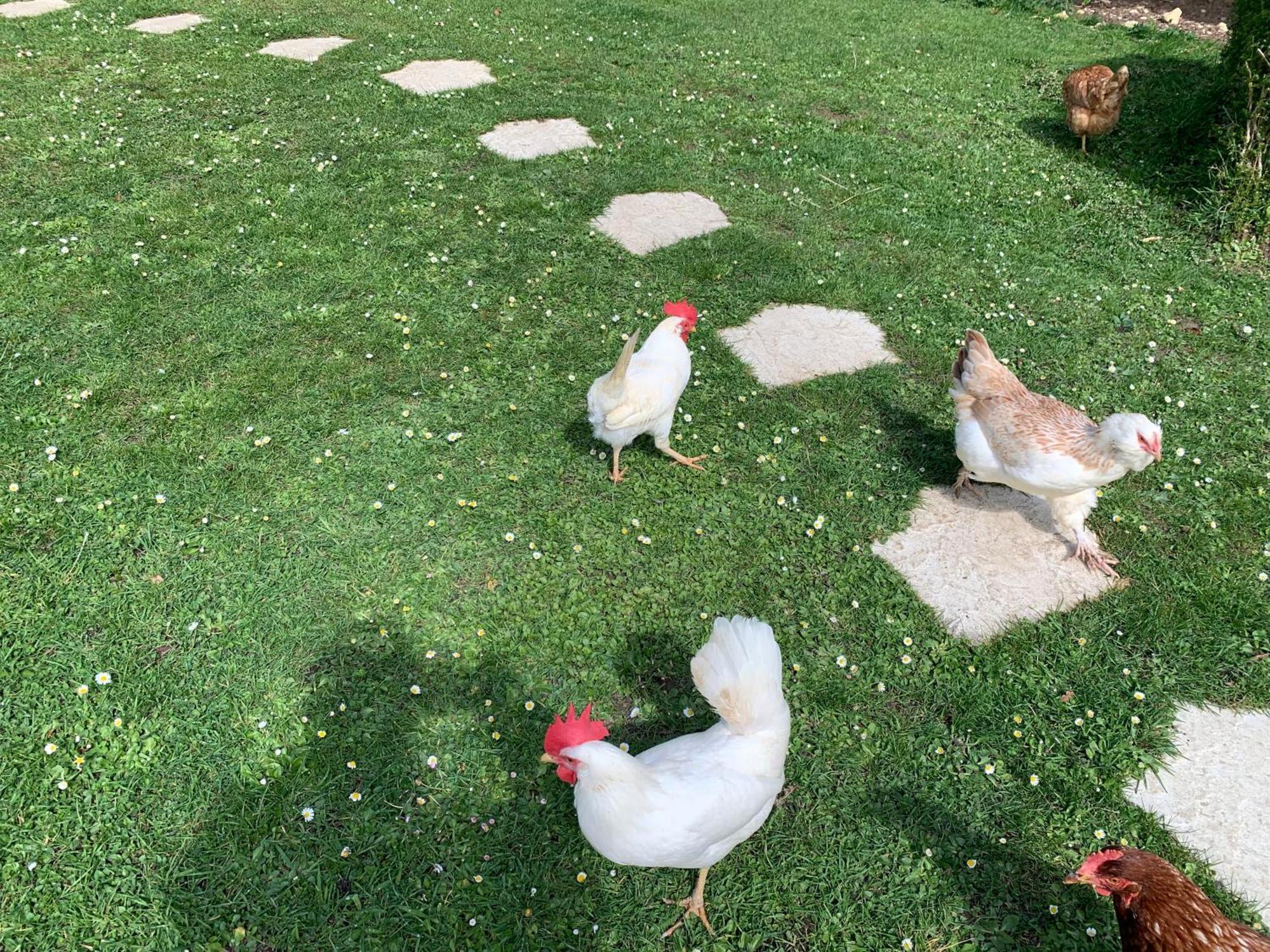 Gite "Le Refuge" Dans Un Domaine De 7Ha Au Calme Vimoutiers 외부 사진